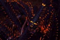 commansel shrimp
Tulamben - Bali
This litle dive site b... by Michel De Ruyck 